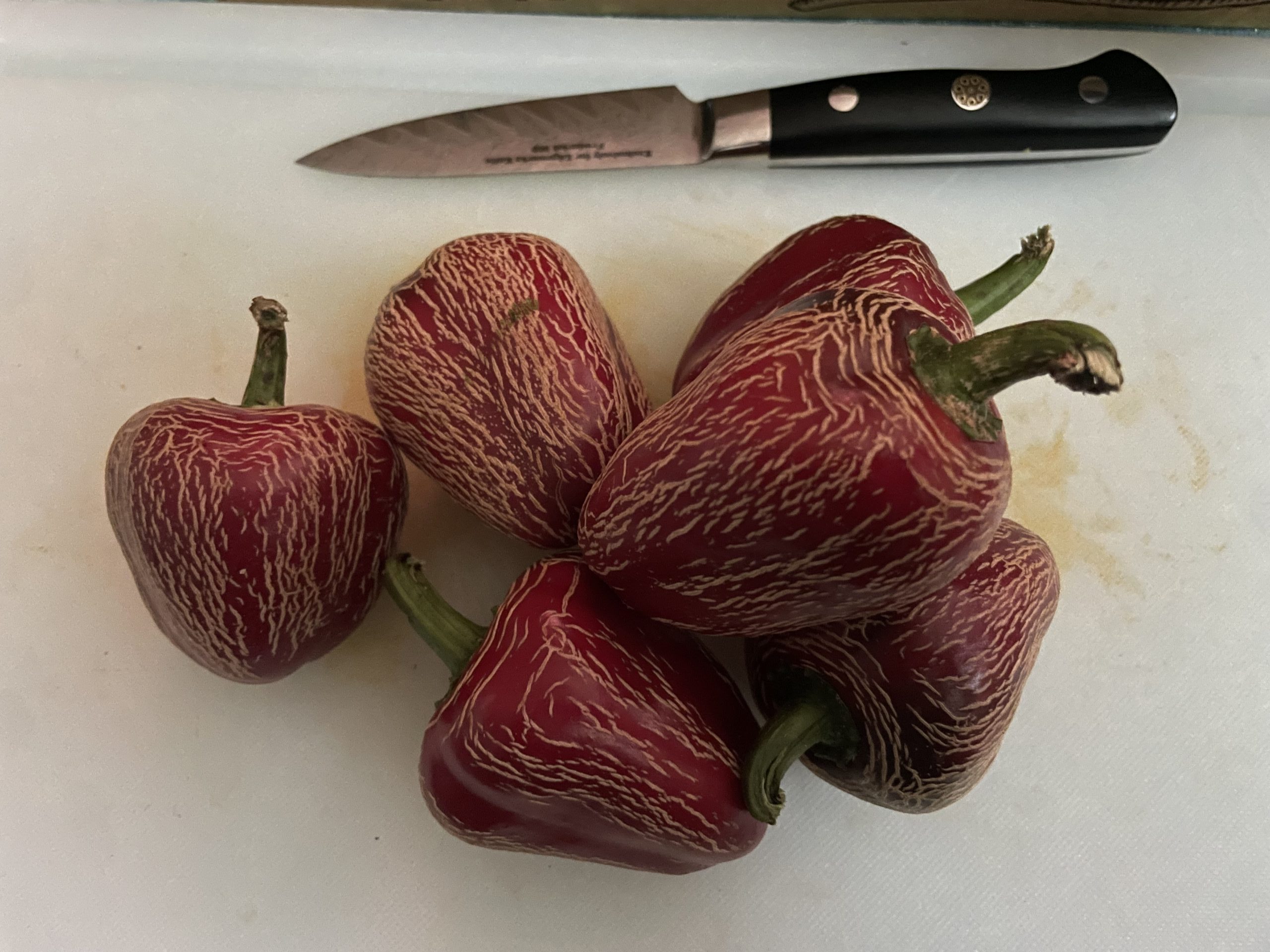 Jalapeño, Dieghito (Large, Corked) Pepper – Bild 2