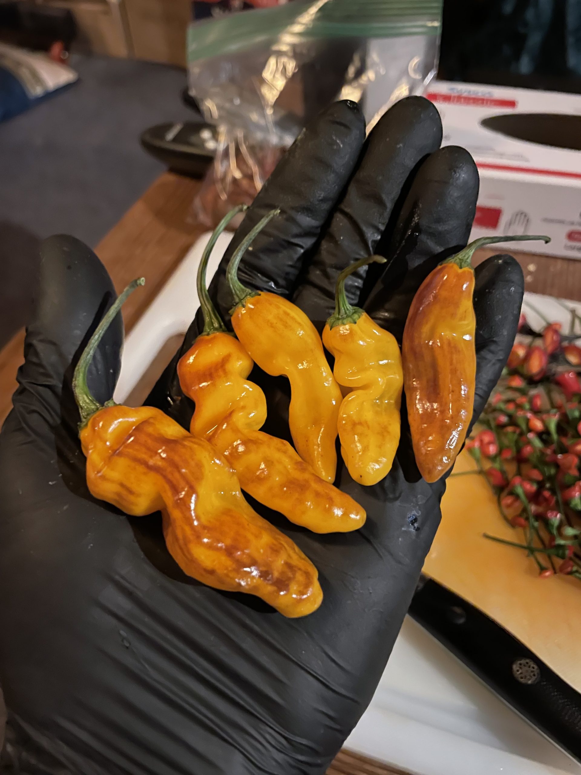 CatFish, Yellow Pepper