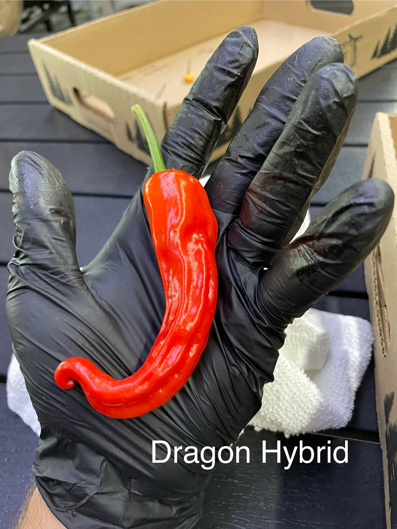 Dragon Hybrid Pepper