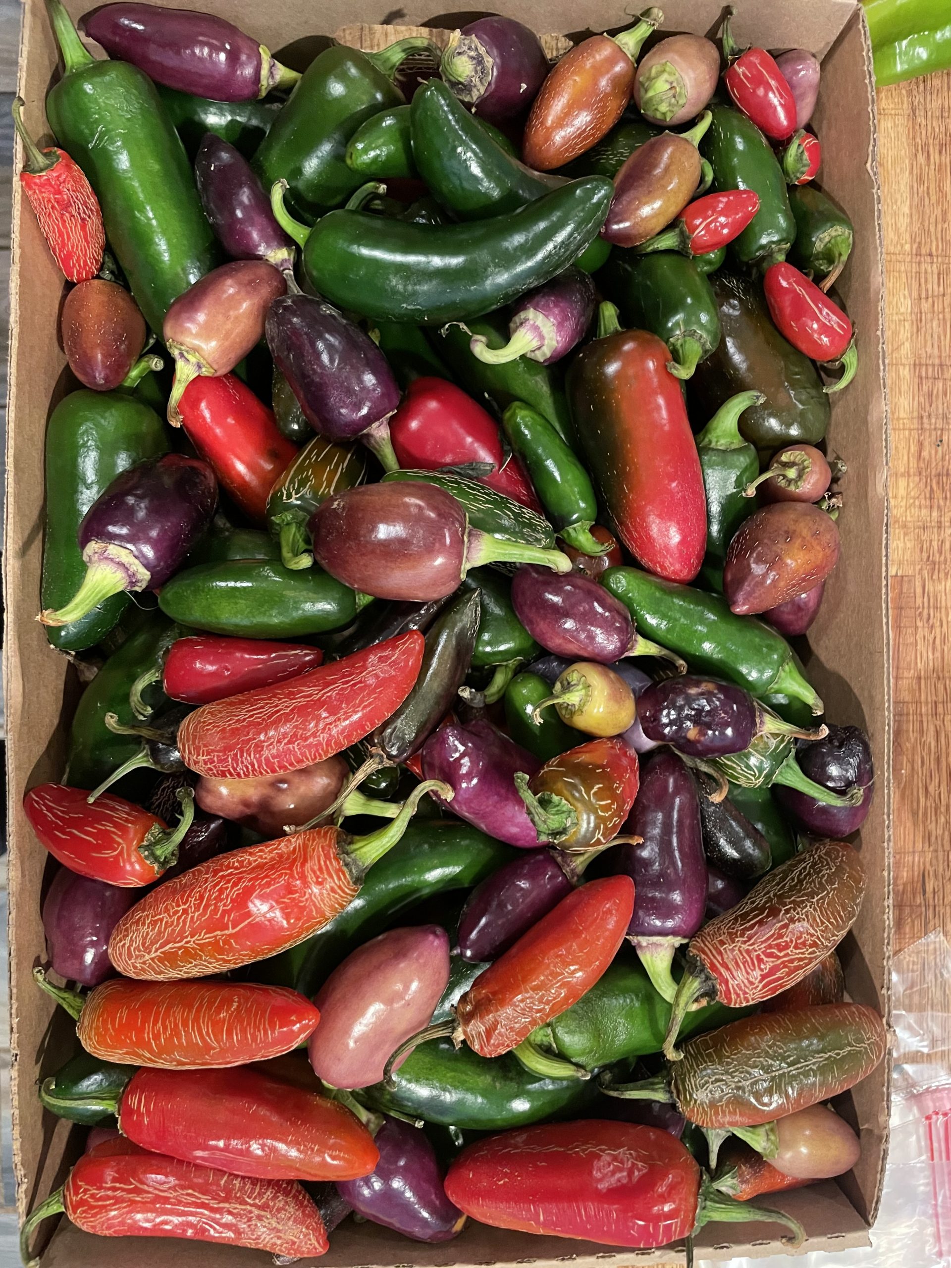 Midwest Odapeño Pepper