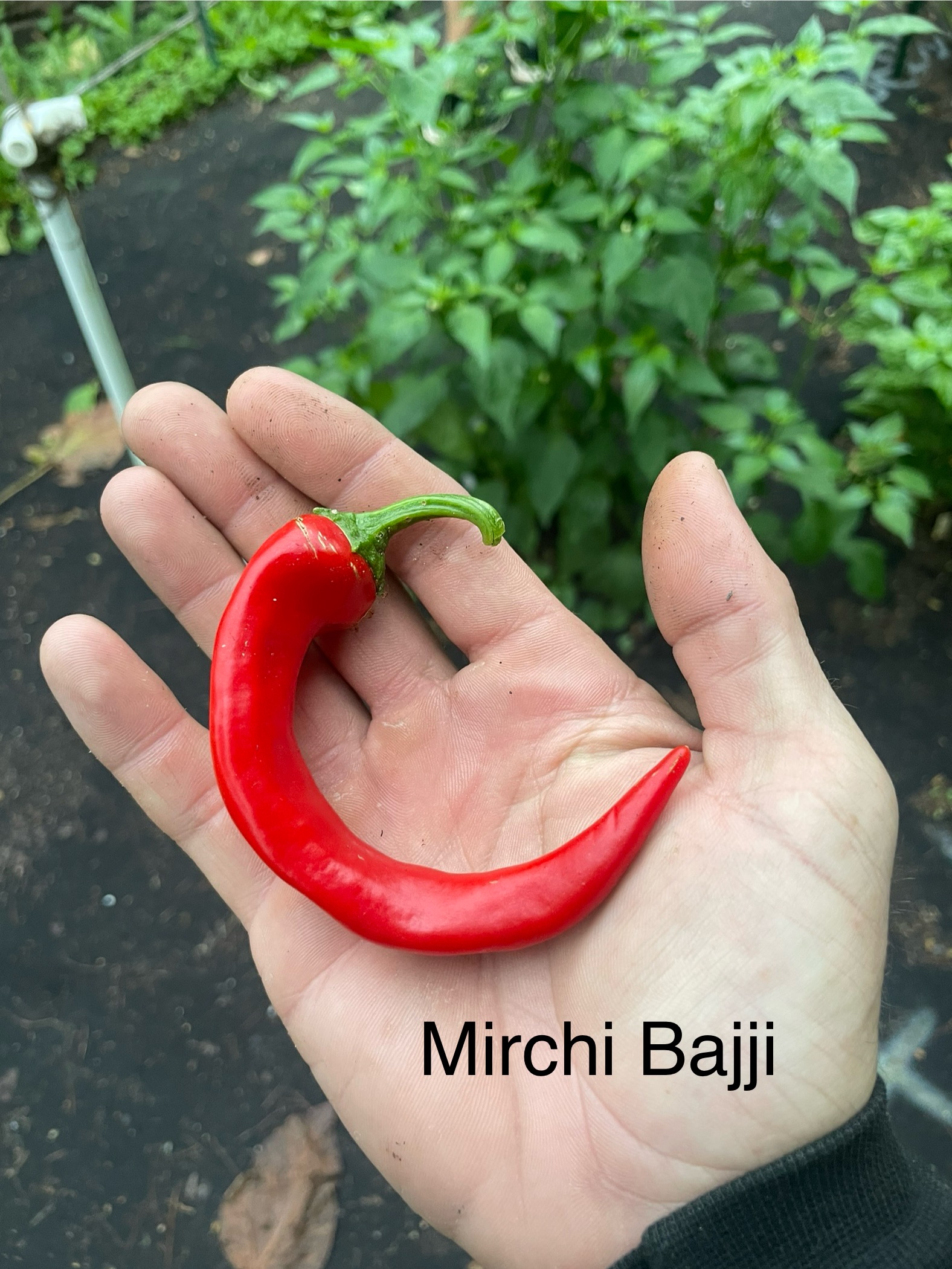 Mirchi Bajji Pepper