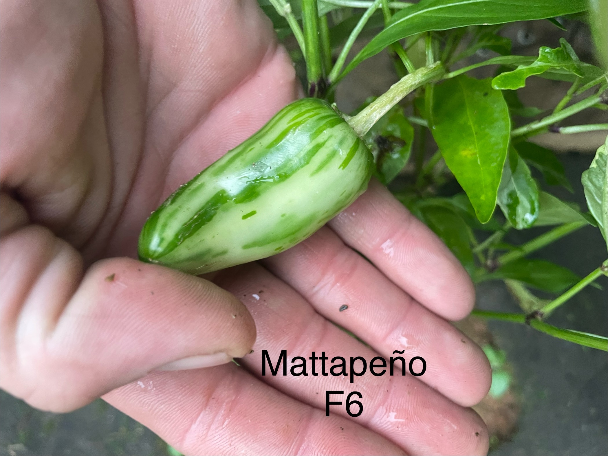 Mattapeño F6 Pepper