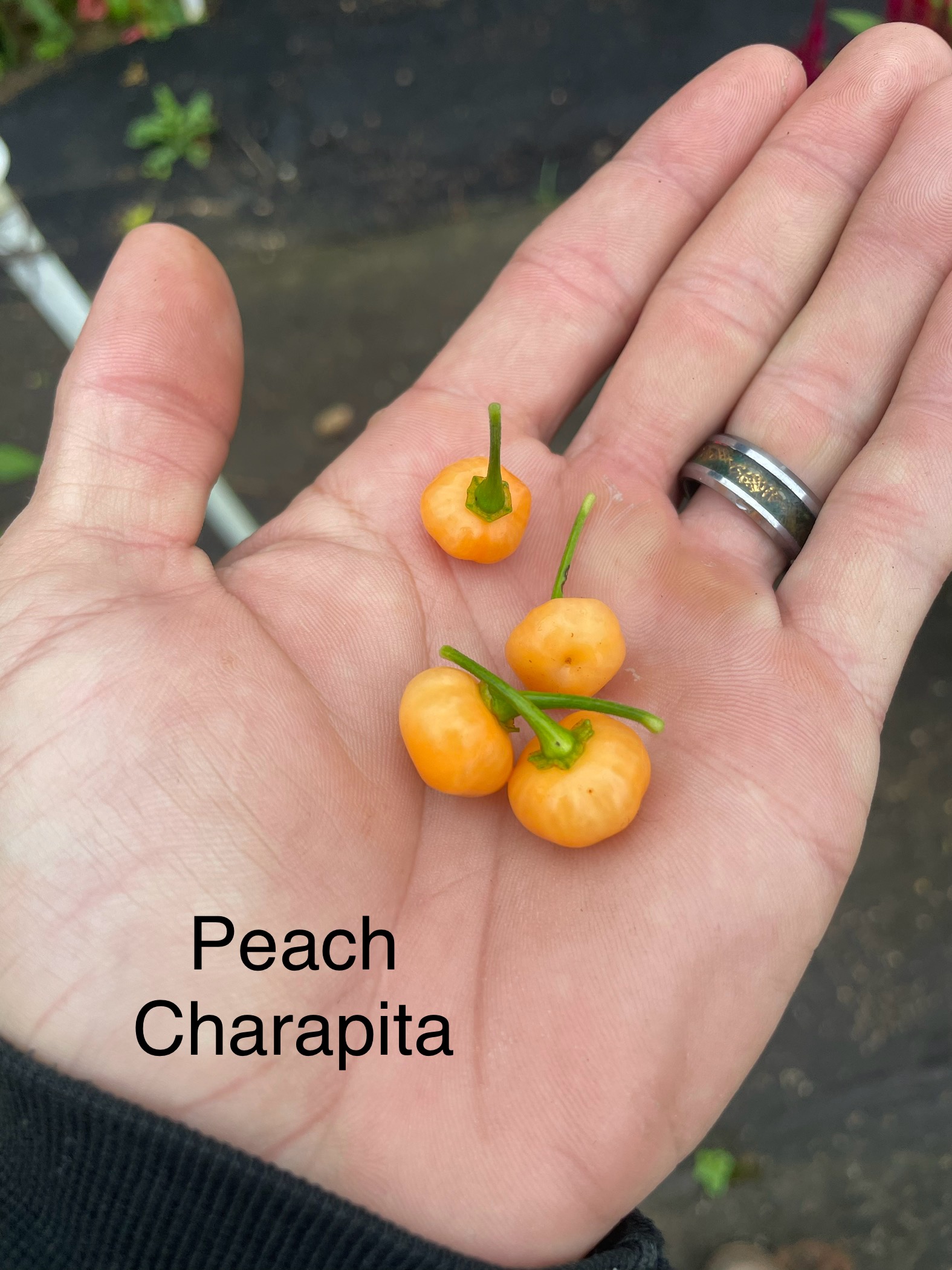 Peach Charapita Pepper – Image 2