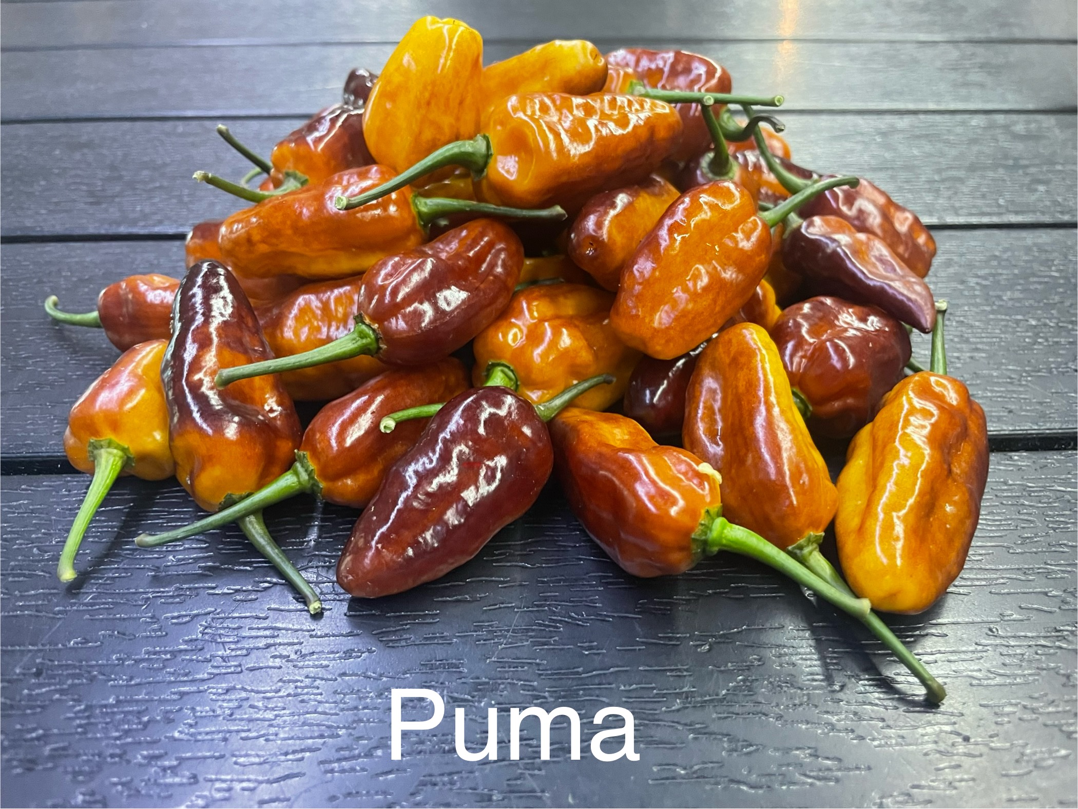 Puma Pepper