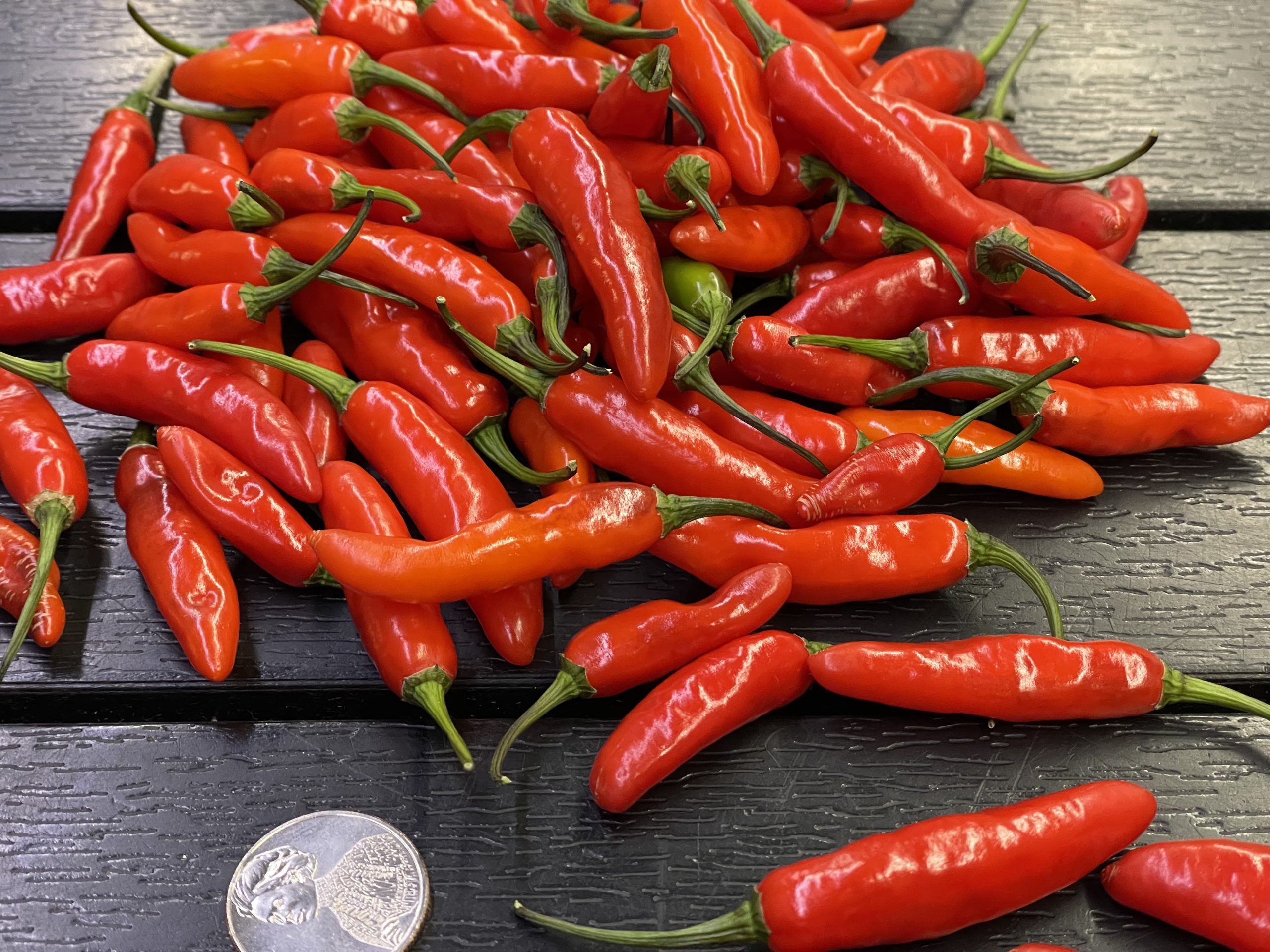 CatFish Pepper - Image 3