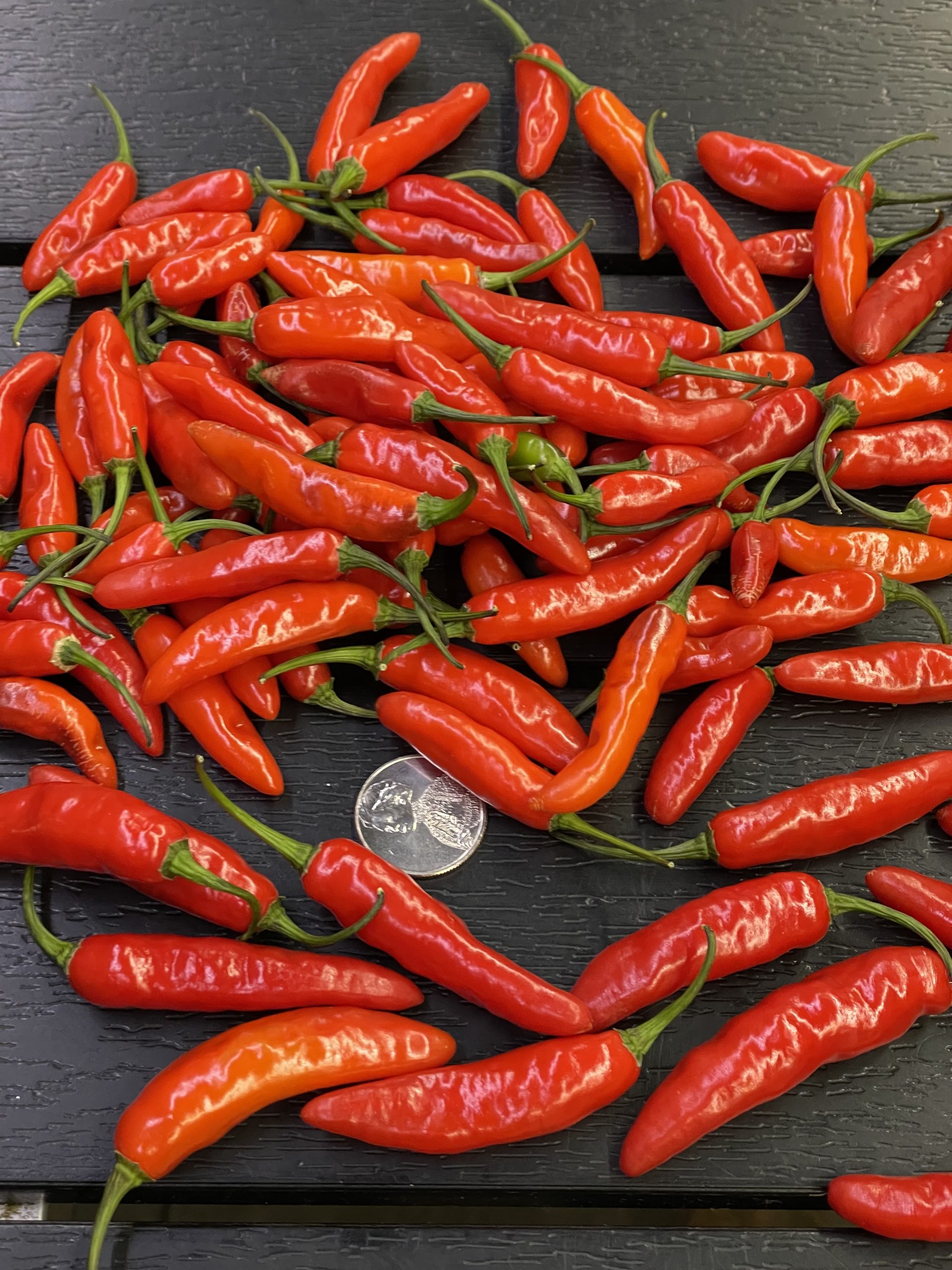 CatFish Pepper - Image 4