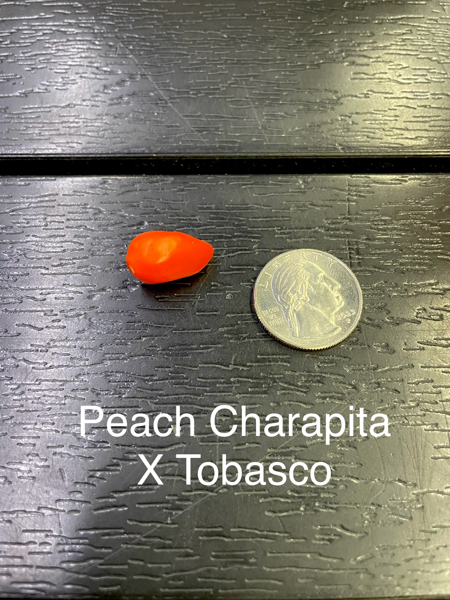 Peach Charapita X Tabasco Pepper
