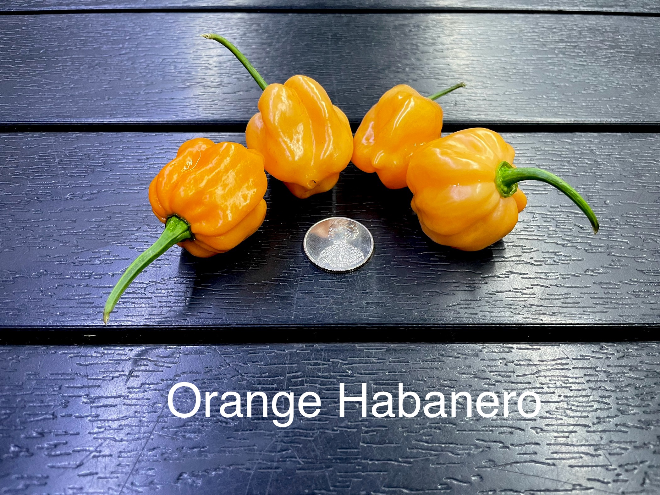 Habanero, Orange Pepper