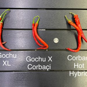 Corbaçi Hot Hybrid Pepper