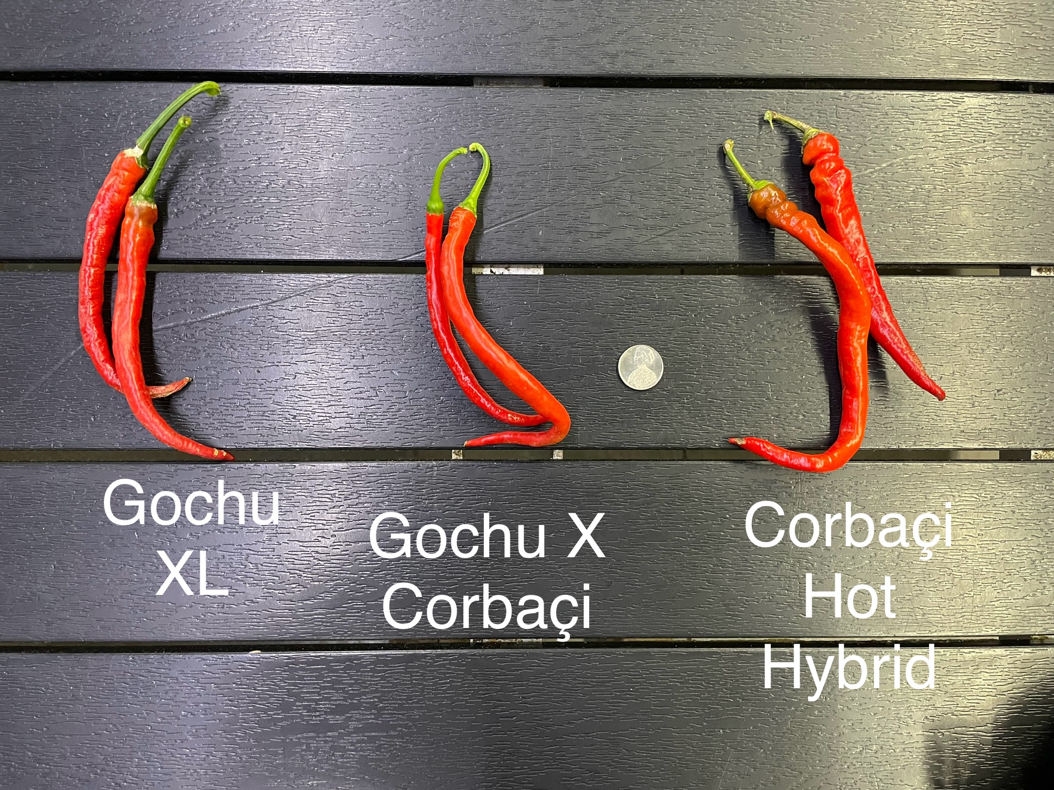 Gochu XL Pepper