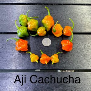 Aji Cachucha