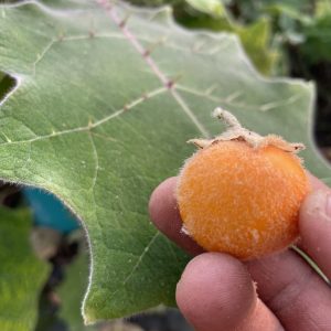 Naranjilla