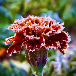 Reina Sofia Marigold