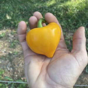 Lesya Orange Pepper