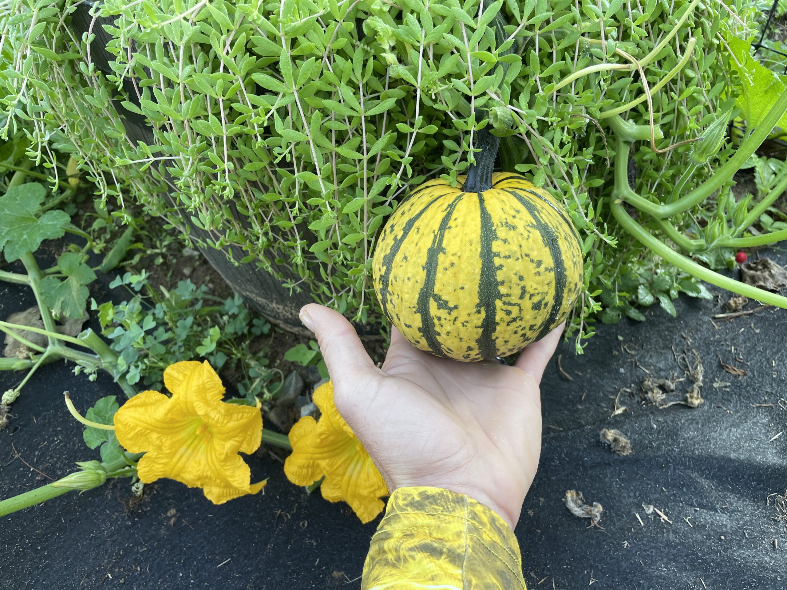 Ha'Ogen Melon - Image 2