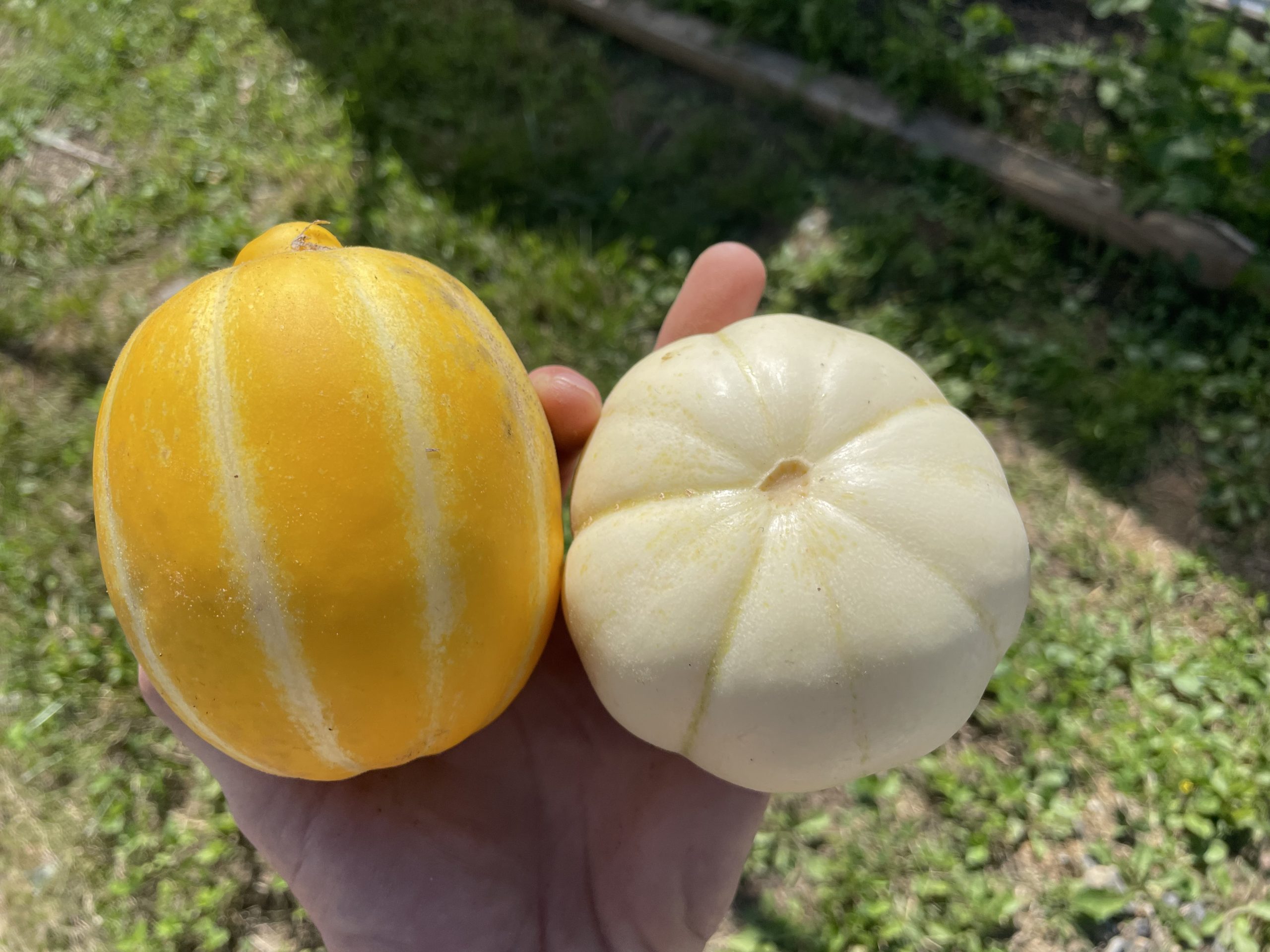 Chamoe Melon on Left Kiku Chrysanthemum on Right