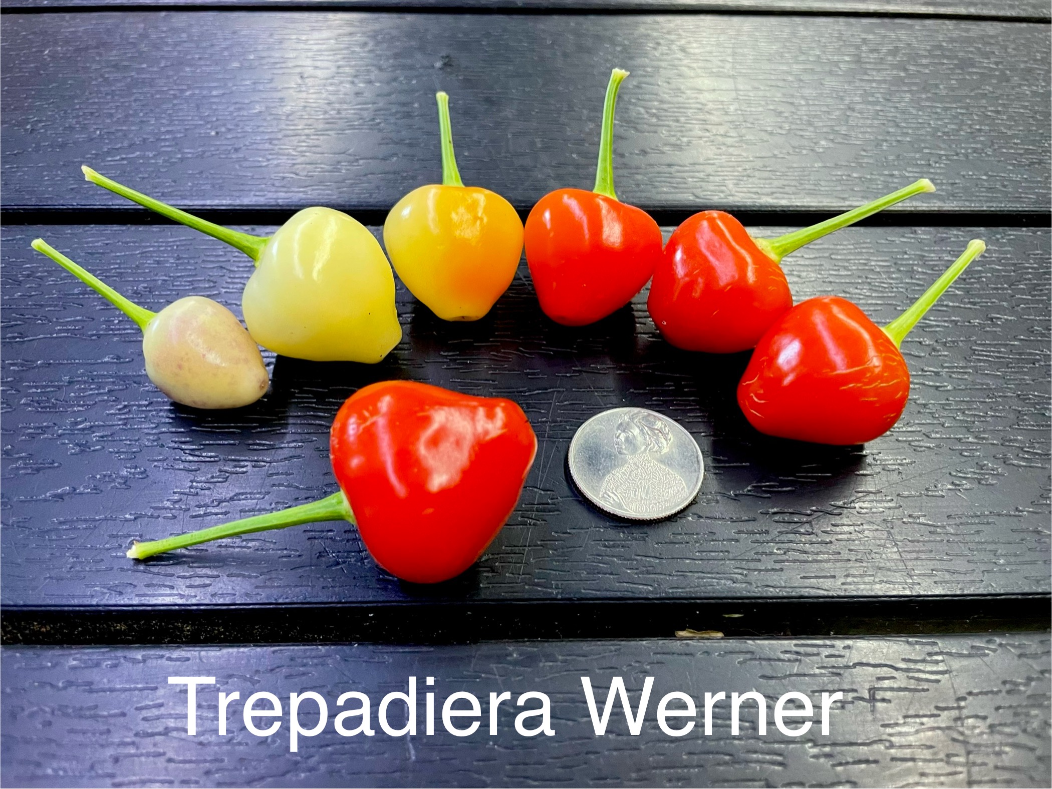 Trepadeira Werner Pepper