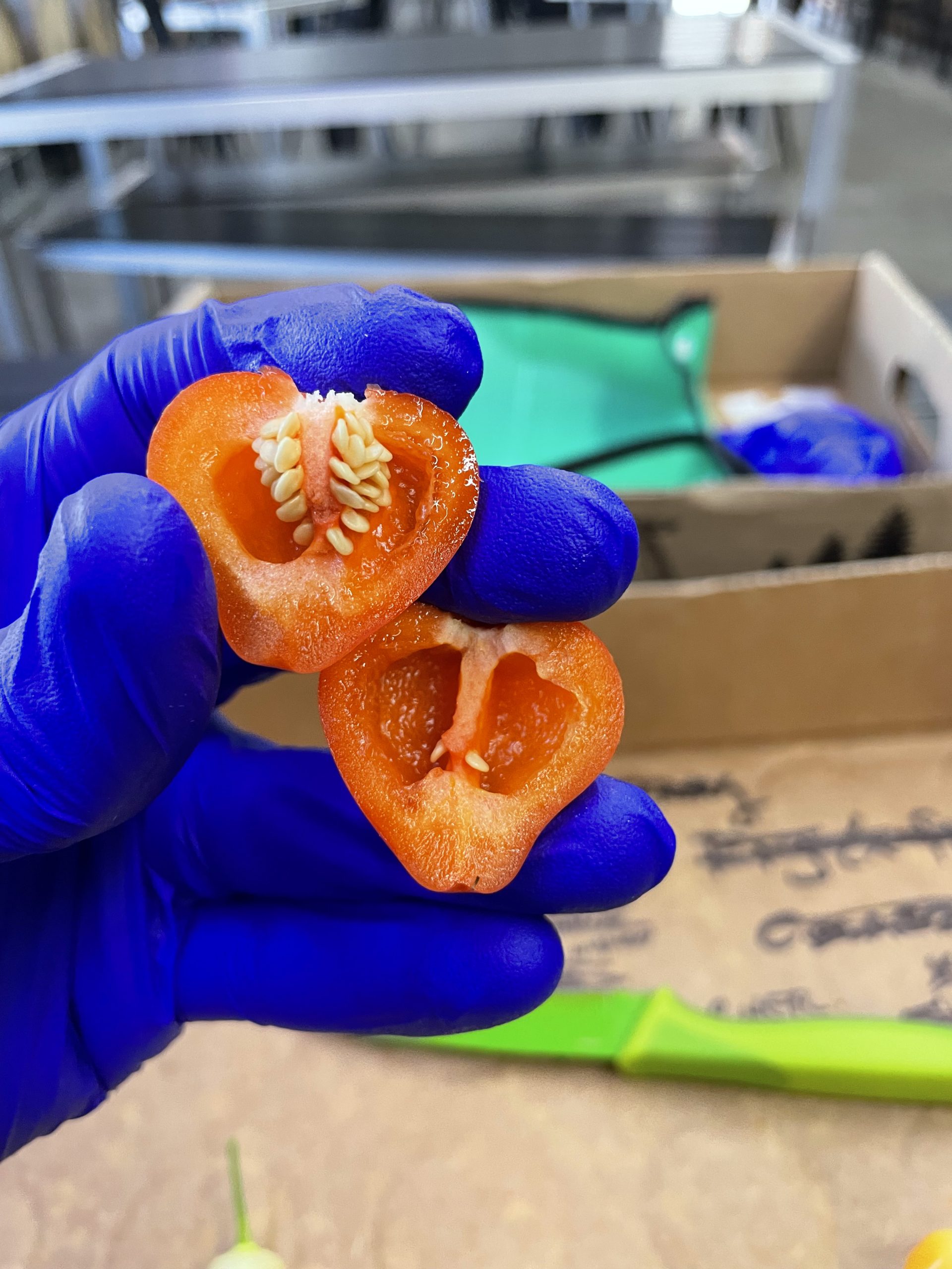 Trepadeira Werner Pepper – Bild 4