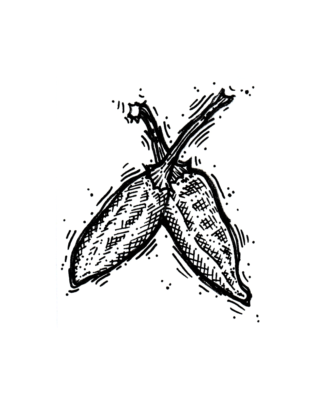 VSRP X Poblano, Green Foliage Pepper - Afbeelding 2